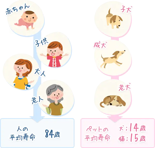 ペットの一生