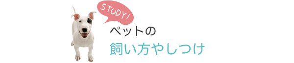 3ヶ月目　STUDY！ペットの飼い方やしつけ